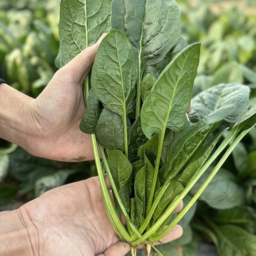 菠杂915菠菜种子春秋冬季菠菜种子耐寒直立大叶肉厚蔬菜