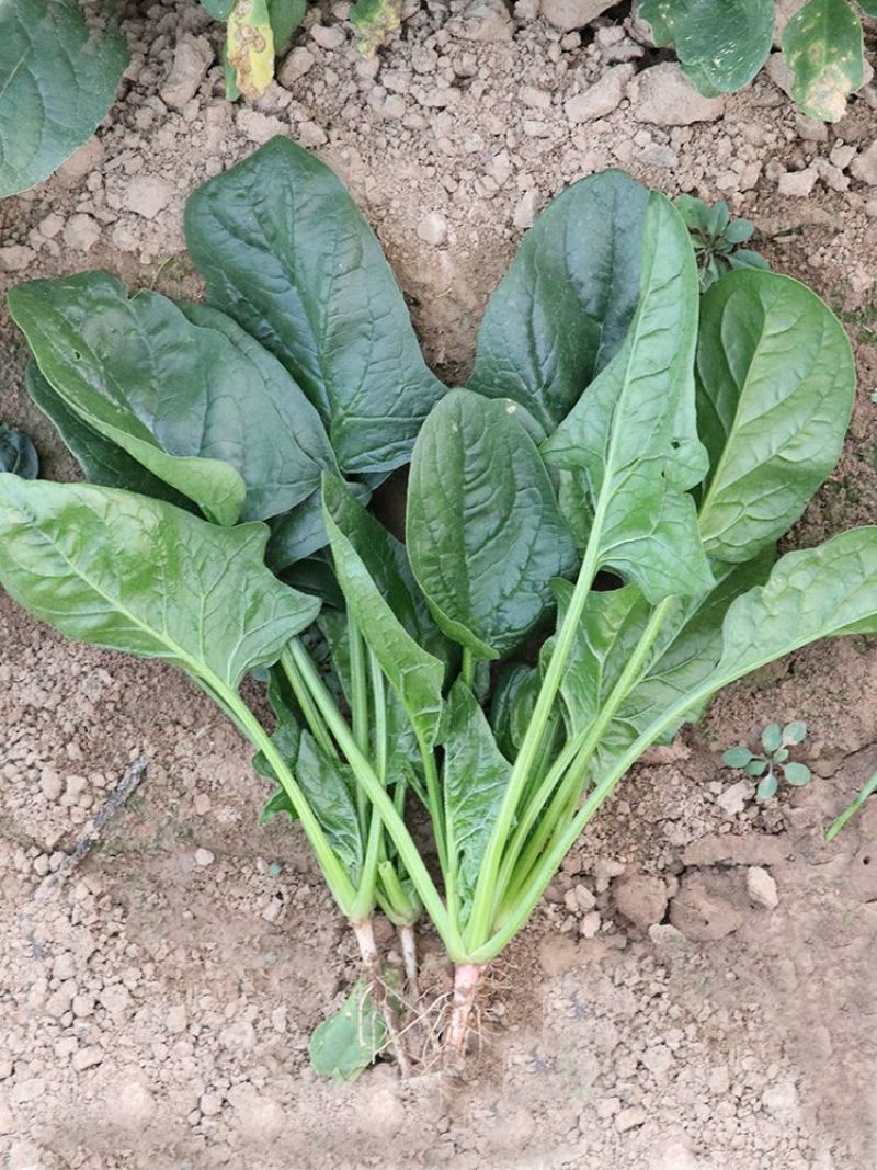 菠杂915菠菜种子春秋冬季菠菜种子耐寒直立大叶肉厚蔬菜