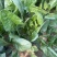 菠杂915菠菜种子春秋冬季菠菜种子耐寒直立大叶肉厚蔬菜