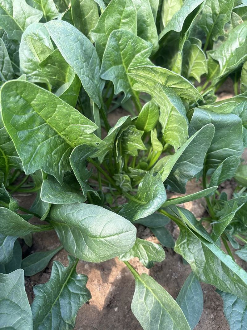 菠杂915菠菜种子春秋冬季菠菜种子耐寒直立大叶肉厚蔬菜