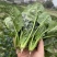 菠杂915菠菜种子春秋冬季菠菜种子耐寒直立大叶肉厚蔬菜