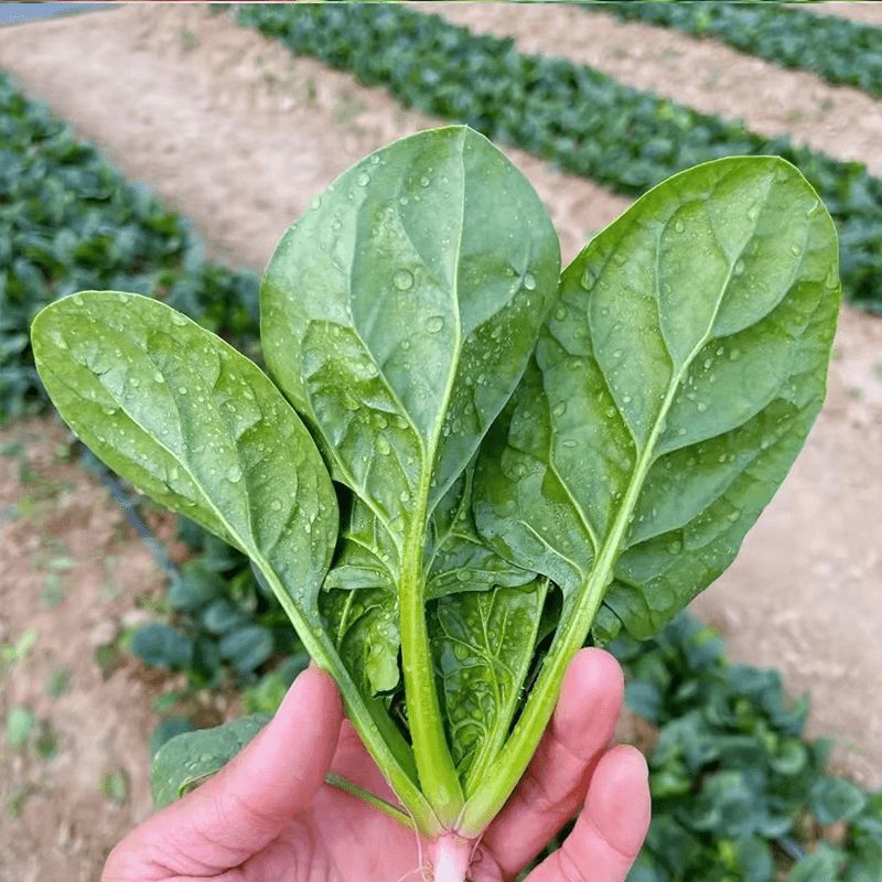 菠杂915菠菜种子春秋冬季菠菜种子耐寒直立大叶肉厚蔬菜