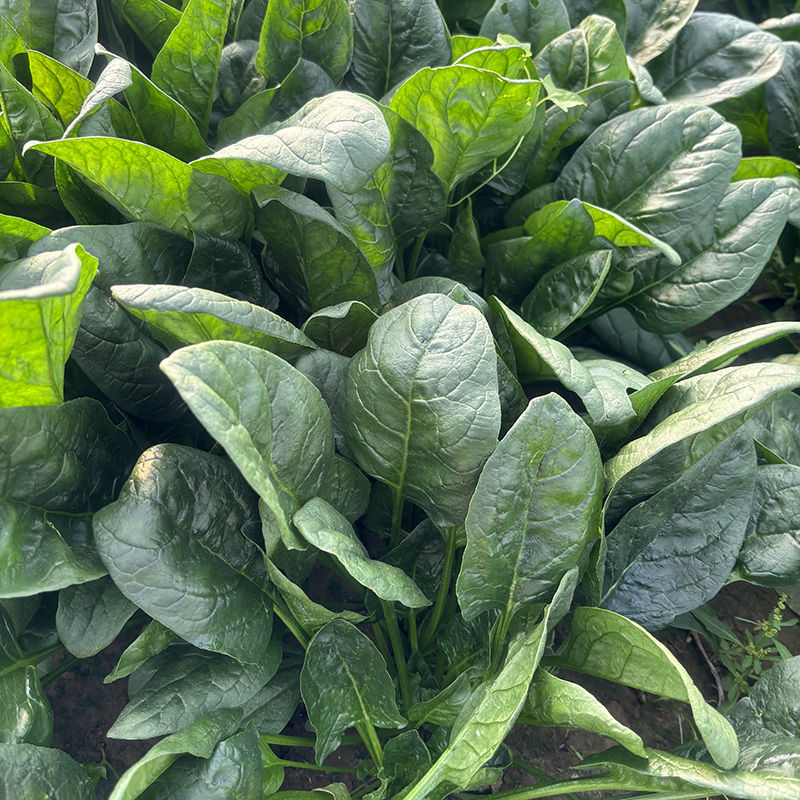 菠杂915菠菜种子春秋冬季菠菜种子耐寒直立大叶肉厚蔬菜