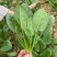 菠杂915菠菜种子春秋冬季菠菜种子耐寒直立大叶肉厚蔬菜