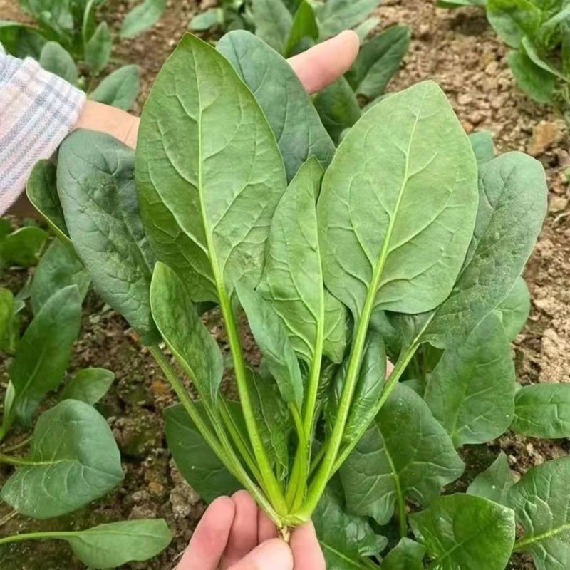 菠杂915菠菜种子春秋冬季菠菜种子耐寒直立大叶肉厚蔬菜