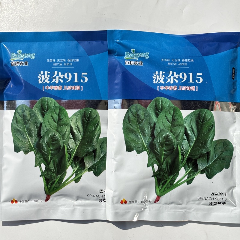 菠杂915菠菜种子春秋冬季菠菜种子耐寒直立大叶肉厚蔬菜