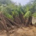 基地大量出售高1米-5米棕榈