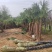 基地大量出售高1米-5米棕榈