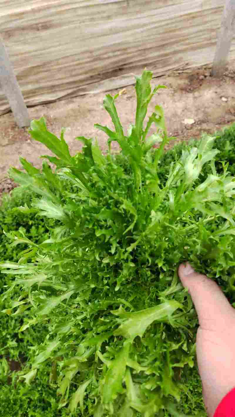 优质生菜大量上市，大棚新鲜采摘，优质新鲜