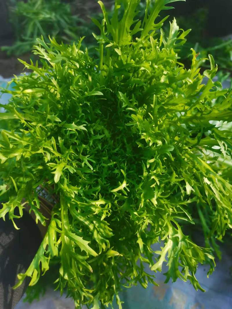 优质生菜大量上市，大棚新鲜采摘，优质新鲜