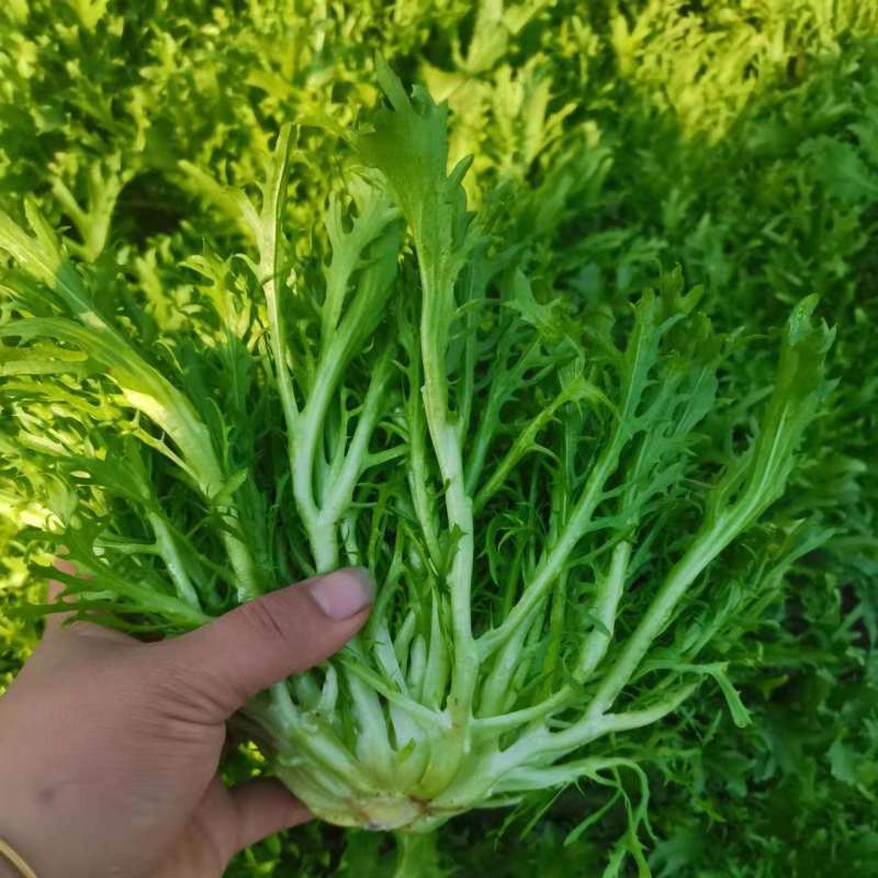 优质生菜大量上市，大棚新鲜采摘，优质新鲜