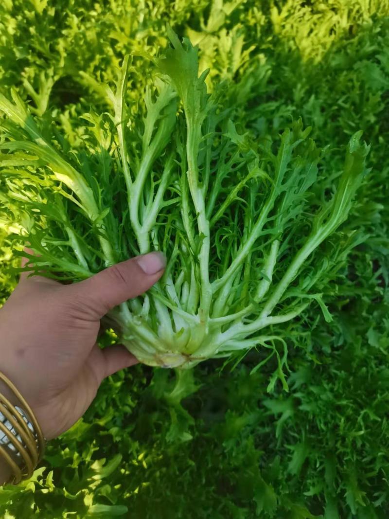 优质生菜大量上市，大棚新鲜采摘，优质新鲜