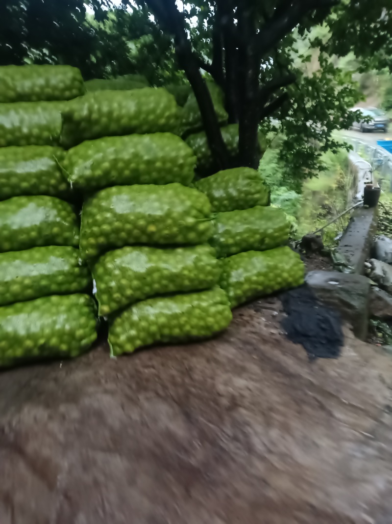 攀枝花早熟核桃