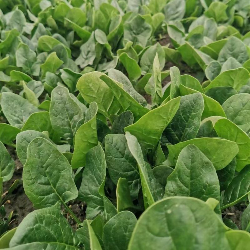 旺德斯菠菜种子杂交高产抗病早熟耐寒热圆叶深绿菠菜籽春秋