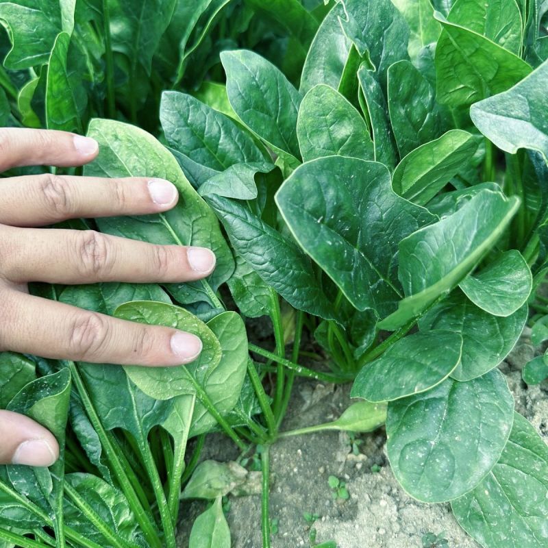 旺德斯菠菜种子杂交高产抗病早熟耐寒热圆叶深绿菠菜籽春秋