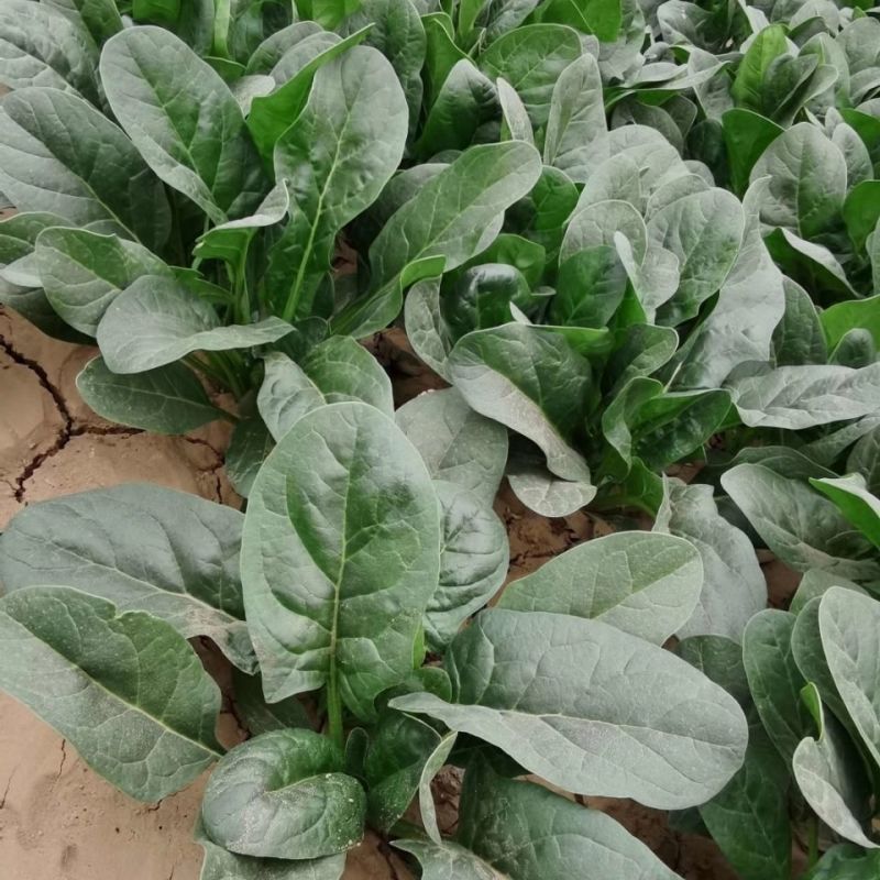 旺德斯菠菜种子杂交高产抗病早熟耐寒热圆叶深绿菠菜籽春秋