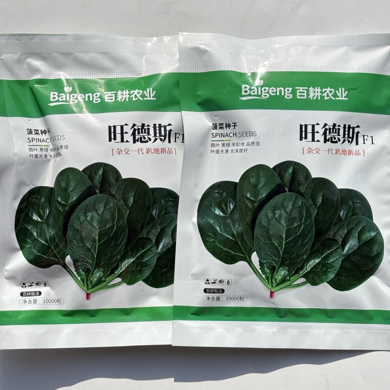 旺德斯菠菜种子杂交高产抗病早熟耐寒热圆叶深绿菠菜籽春秋