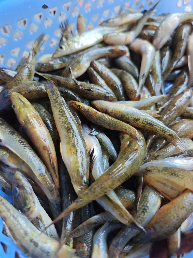 肉鱼，刺少肉多，适合油炸，香煎，干锅，椒盐做法，可配黄豆