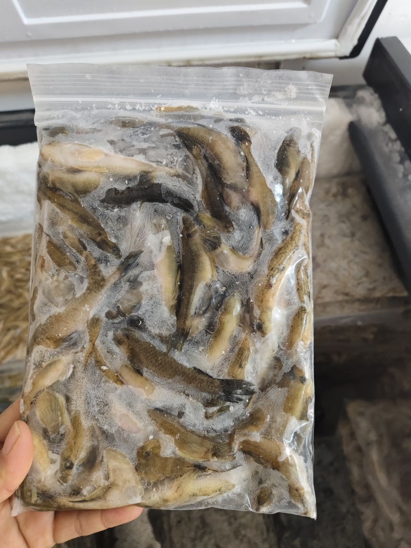 肉鱼，刺少肉多，适合油炸，香煎，干锅，椒盐做法，可配黄豆