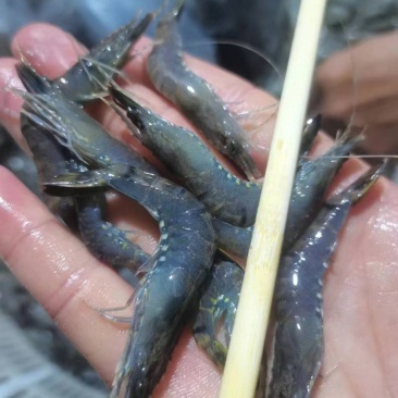 小红虾，餐饮店特别好卖，价格便宜！毛利高！别名:小红虾