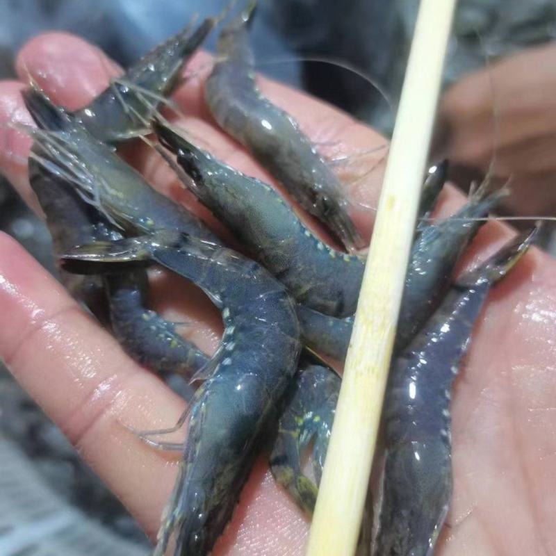 小红虾，餐饮店特别好卖，价格便宜！毛利高！别名:小红虾