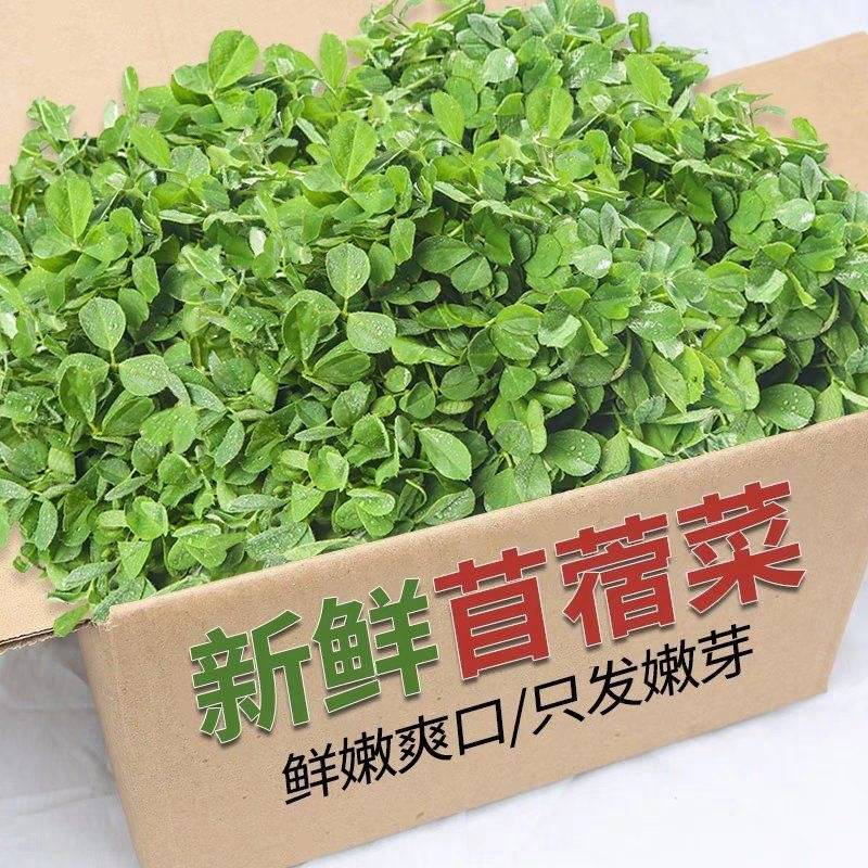 苜蓿芽