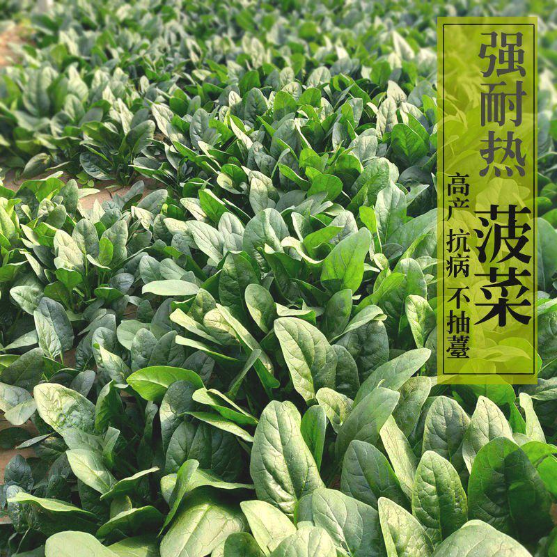 墨巴赫进口菠菜种子基地专用生长快高产叶片肥厚