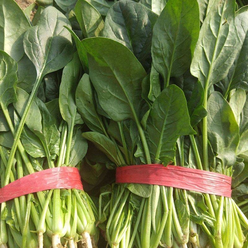 墨巴赫进口菠菜种子基地专用生长快高产叶片肥厚
