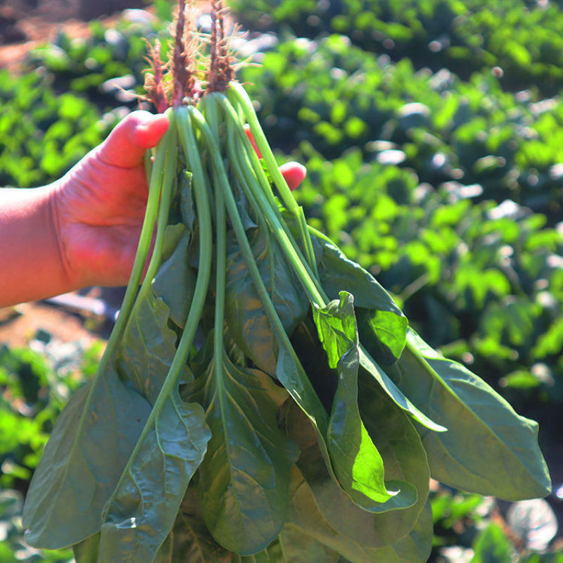 墨巴赫进口菠菜种子基地专用生长快高产叶片肥厚