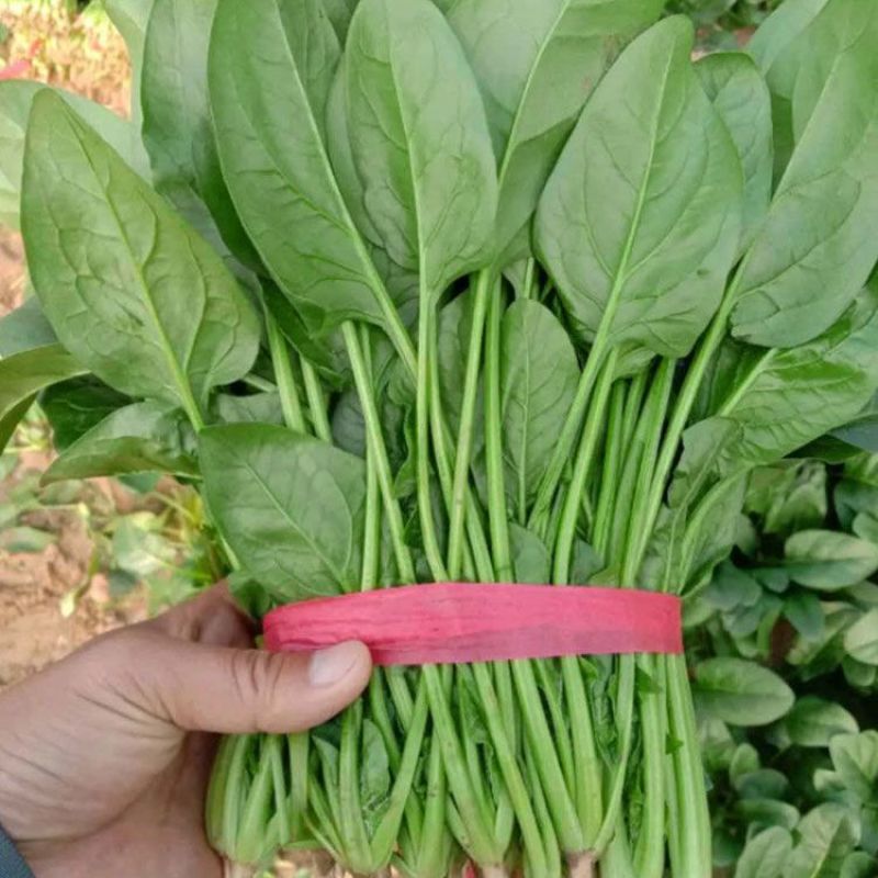 墨巴赫进口菠菜种子基地专用生长快高产叶片肥厚