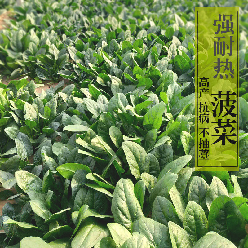 墨巴赫进口菠菜种子基地专用生长快高产叶片肥厚