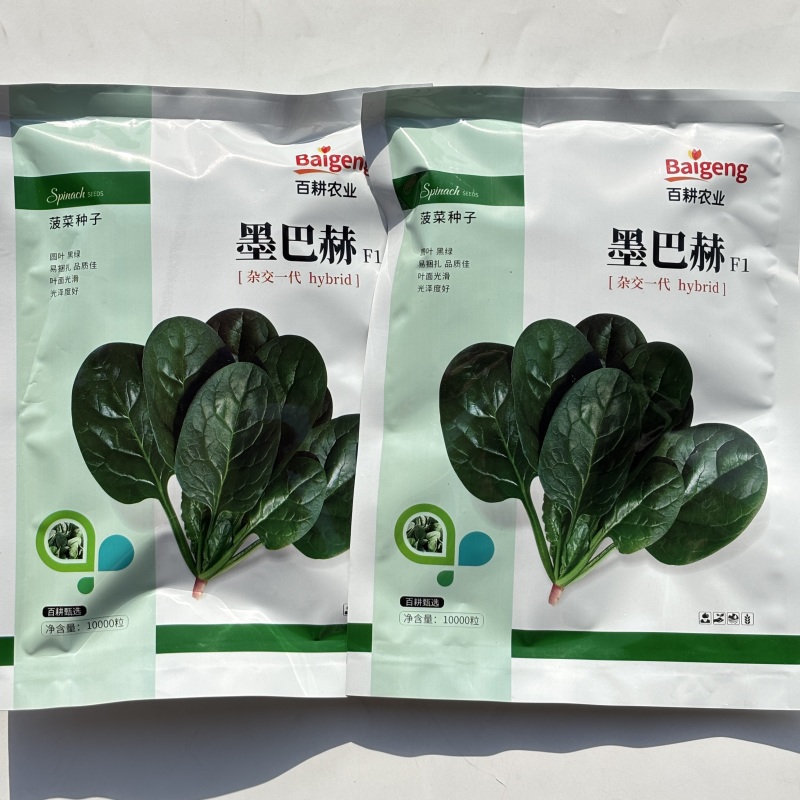 墨巴赫进口菠菜种子基地专用生长快高产叶片肥厚