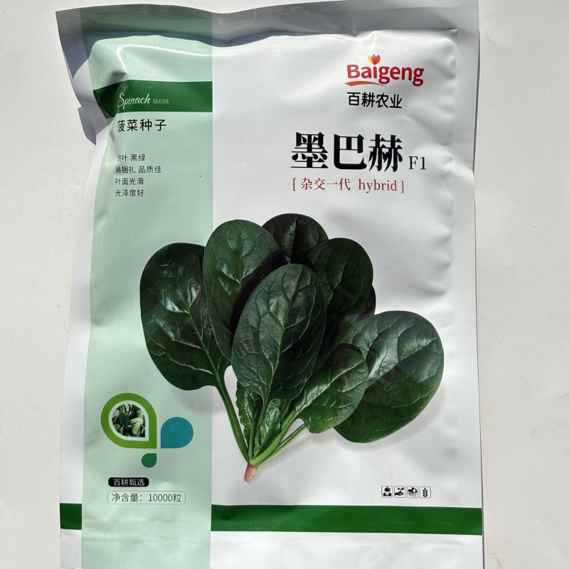 墨巴赫进口菠菜种子基地专用生长快高产叶片肥厚