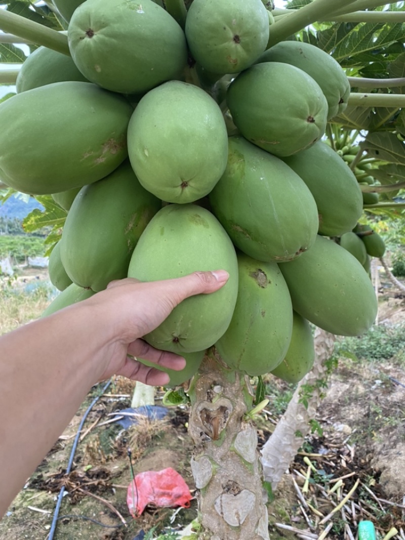 海南中白木瓜地头价