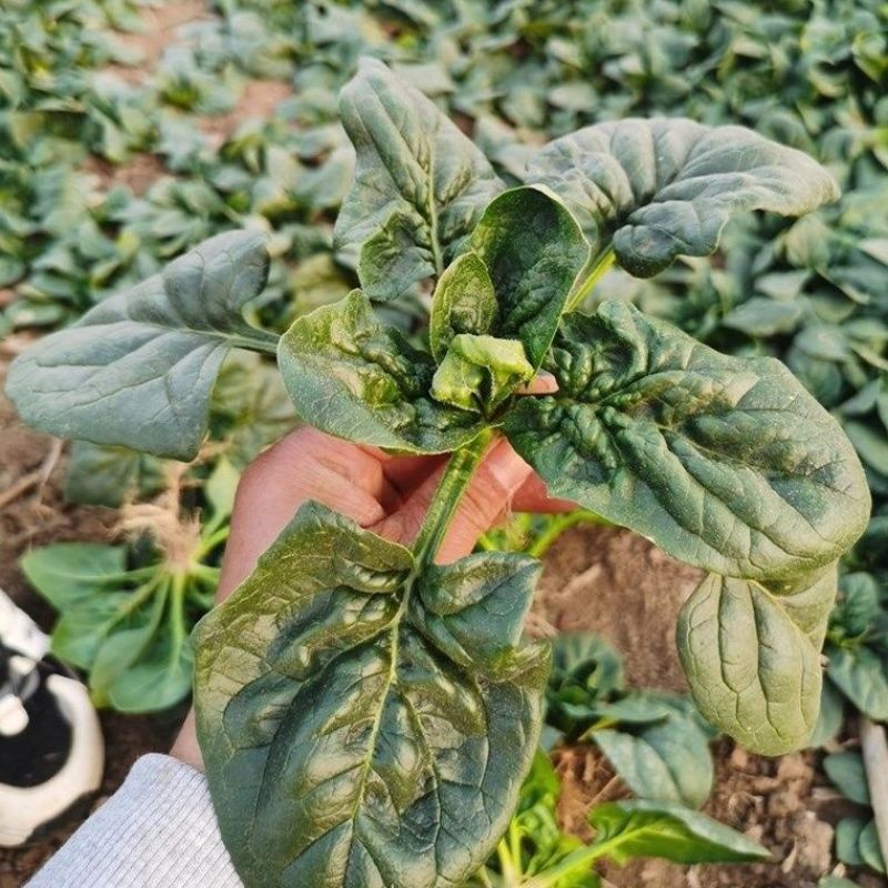 趴地菠菜种子黑亮半直立耐寒耐热抗病抽薹晚一代杂交菠菜