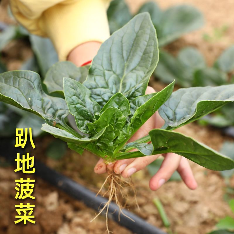 趴地菠菜种子黑亮半直立耐寒耐热抗病抽薹晚一代杂交菠菜