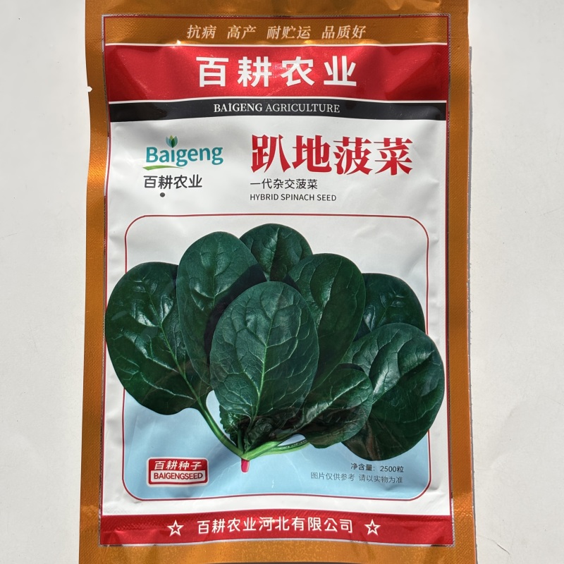 趴地菠菜种子黑亮半直立耐寒耐热抗病抽薹晚一代杂交菠菜