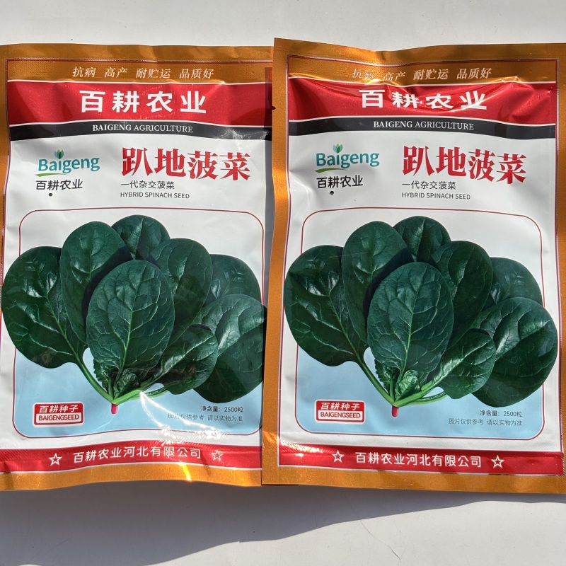 趴地菠菜种子黑亮半直立耐寒耐热抗病抽薹晚一代杂交菠菜