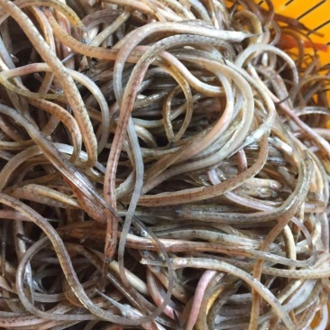 海龙鱼.鲜海龙鱼.海中珍品酒店食材.油炸香酥海龙鱼