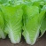 真美味奶油快菜种子速生耐寒耐抽苔冬季种子小白菜四季蔬菜
