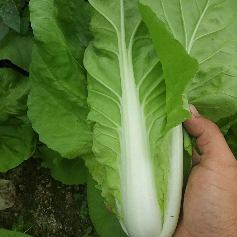 真美味奶油快菜种子速生耐寒耐抽苔冬季种子小白菜四季蔬菜