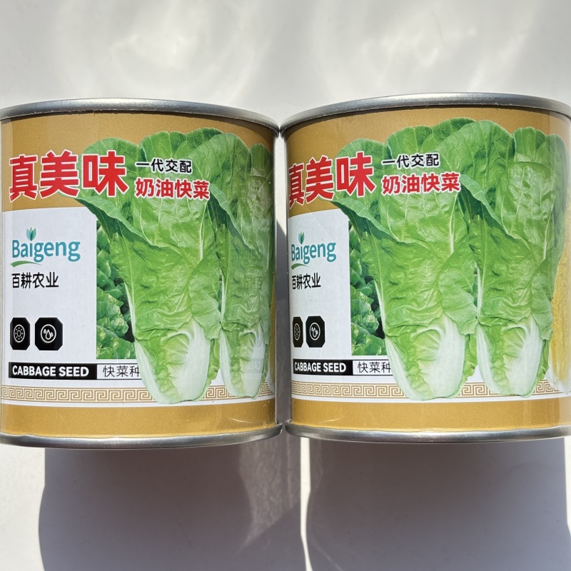 真美味奶油快菜种子速生耐寒耐抽苔冬季种子小白菜四季蔬菜