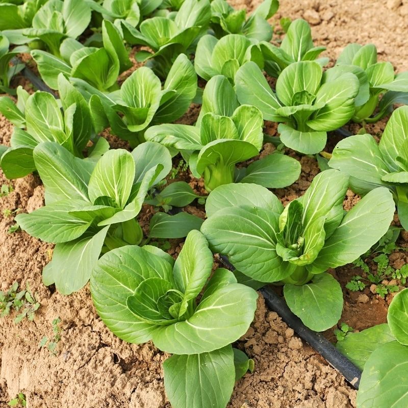 新美冠青梗菜种子夏季耐热耐湿耐雨水青梗菜油菜四季阳台蔬菜