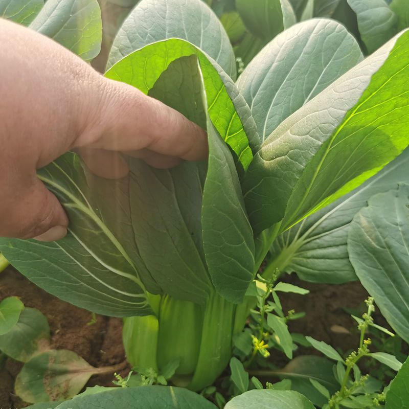 新美冠青梗菜种子夏季耐热耐湿耐雨水青梗菜油菜四季阳台蔬菜