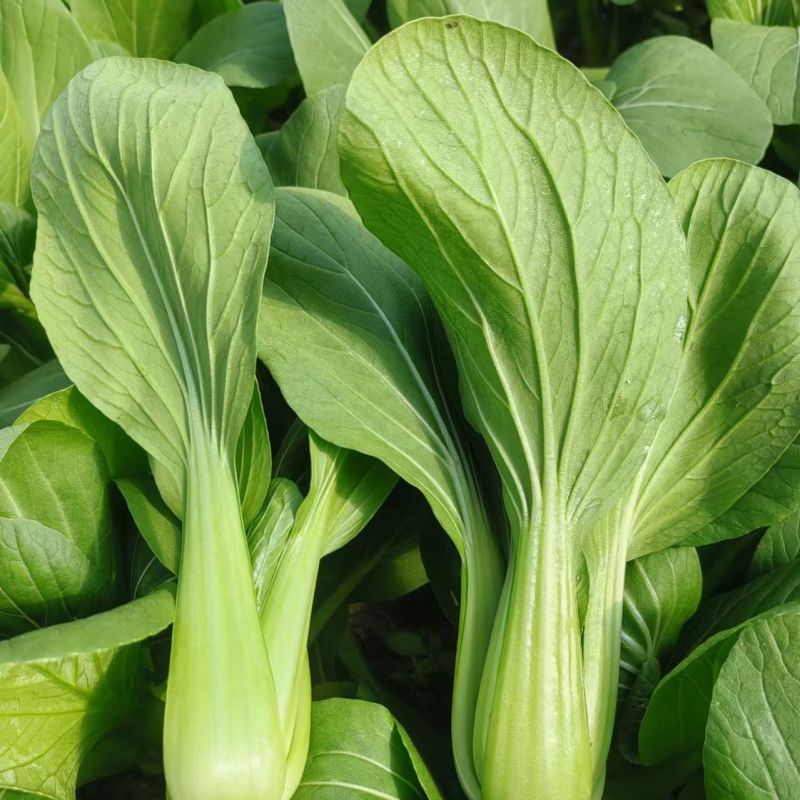 新美冠青梗菜种子夏季耐热耐湿耐雨水青梗菜油菜四季阳台蔬菜