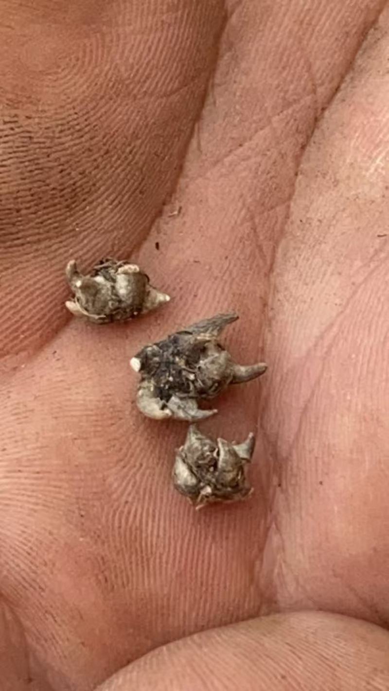 新货野生猫爪草干货无硫
