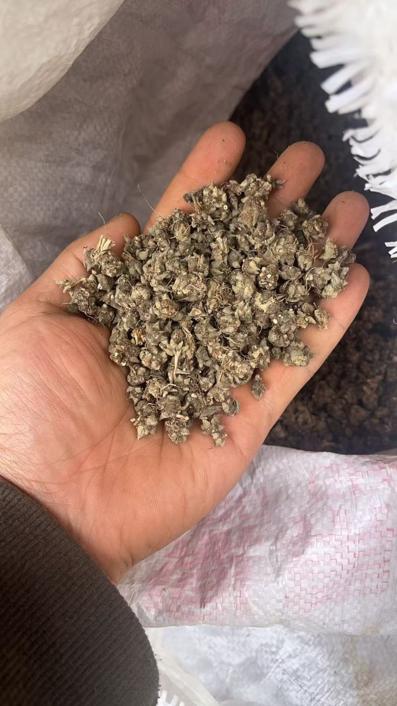新货野生猫爪草干货无硫