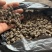 新货野生猫爪草干货无硫