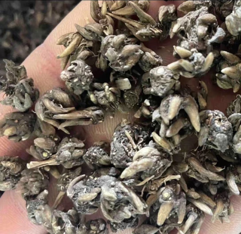 新货野生猫爪草干货无硫