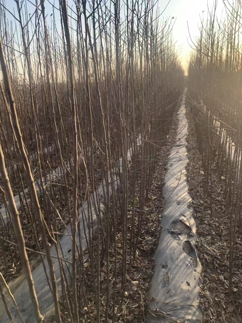 王林苹果树苗，乔化王林苹果树苗，矮化中间砧王林苹果树苗